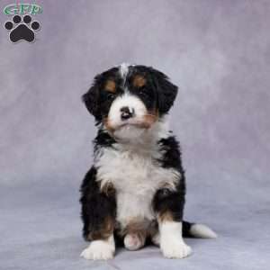 Dakota, Mini Bernedoodle Puppy